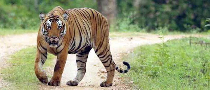 Short Escape to Kabini