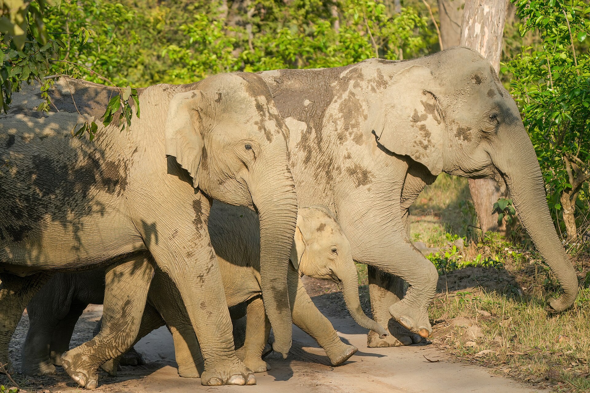 115 Indian elephants in Jim Corbett National Park Photo by Giles Laurent