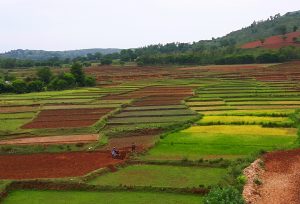 Araku Agricultural fields