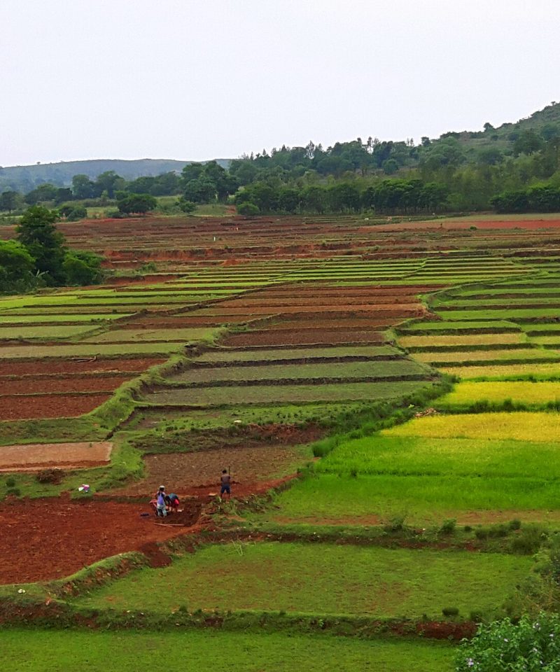 Araku Agricultural fields