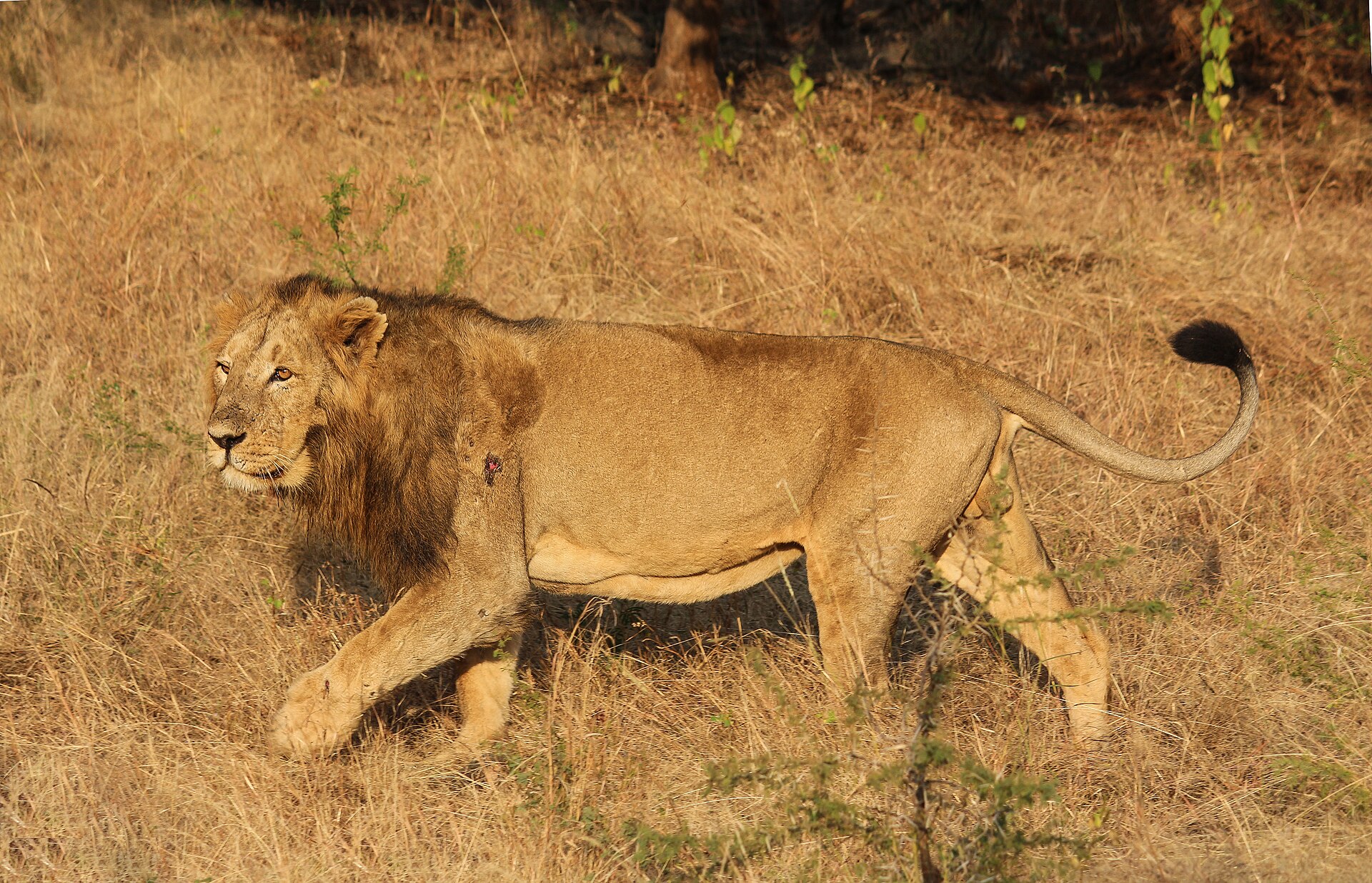 Asiatic lion 03