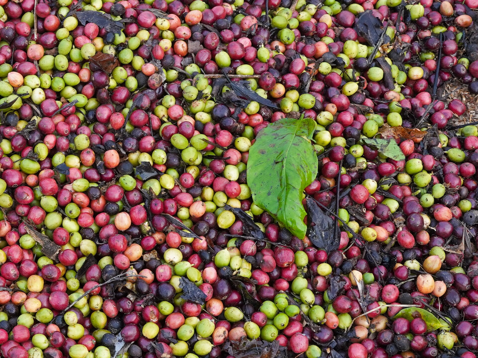 Beans Drying Coffee Robusta Balamuri Coorg Feb24