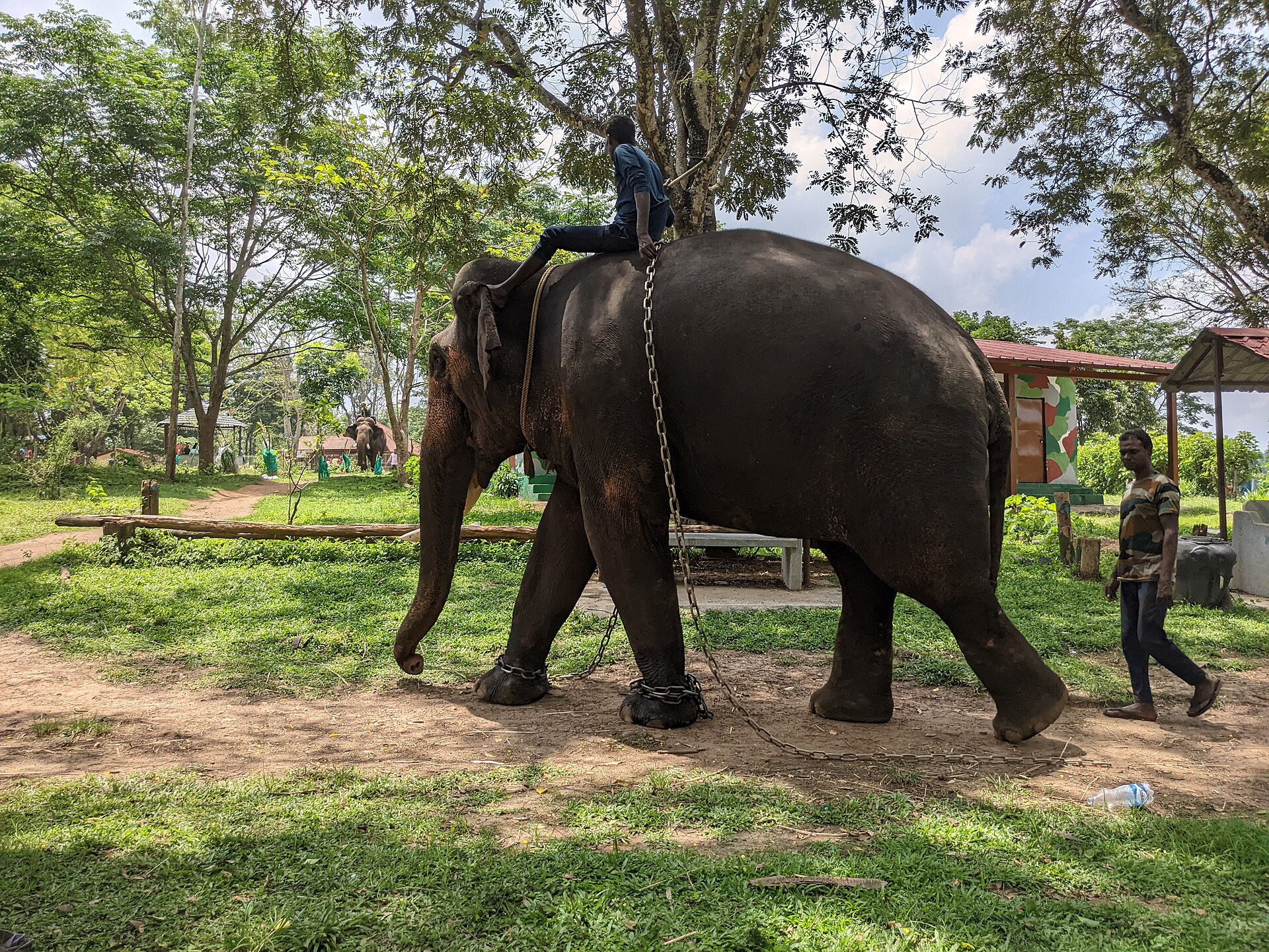 Dubare elephant camp (5)