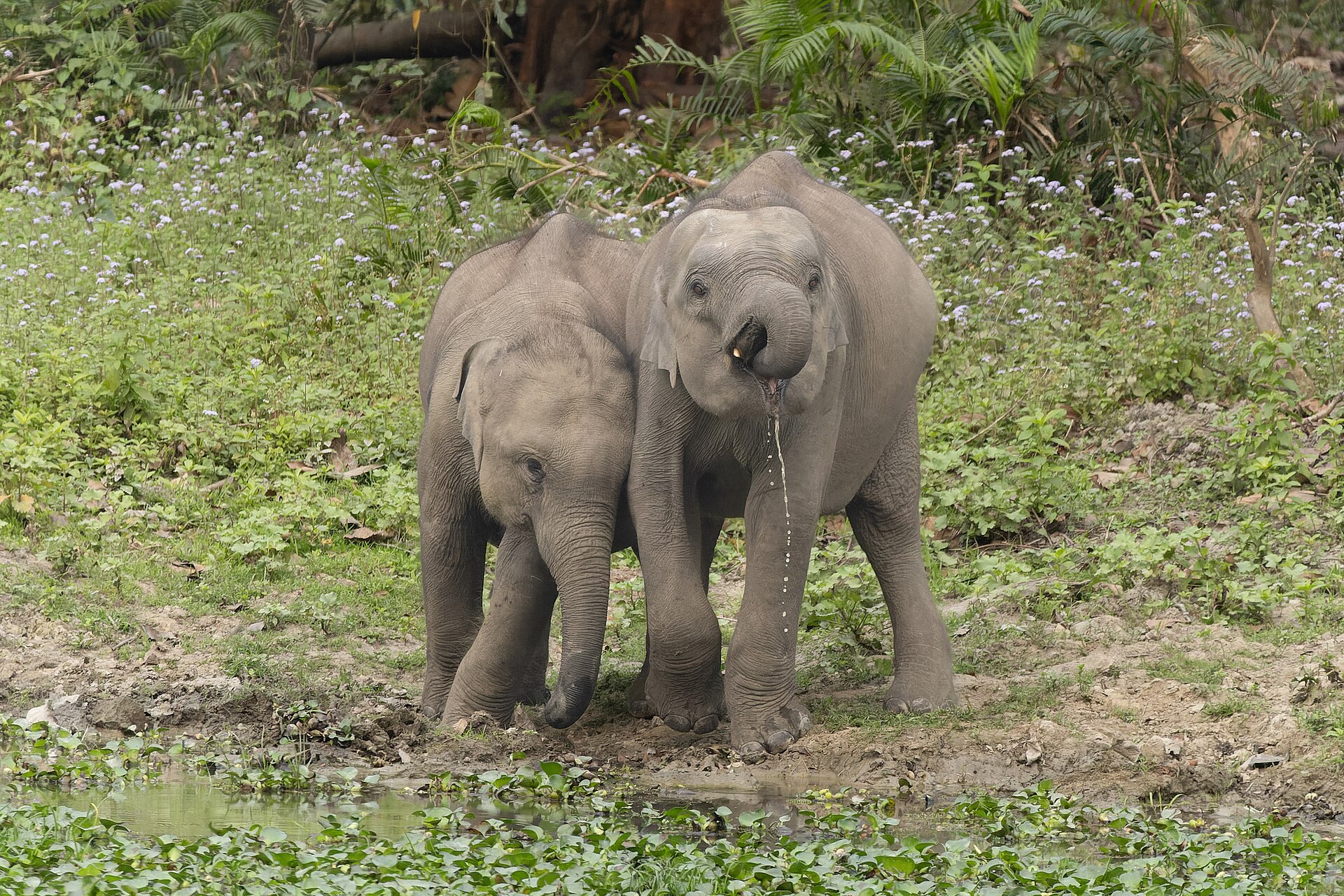 Indian elephant in Kaziranga National Park March 2025 by Tisha Mukherjee 06