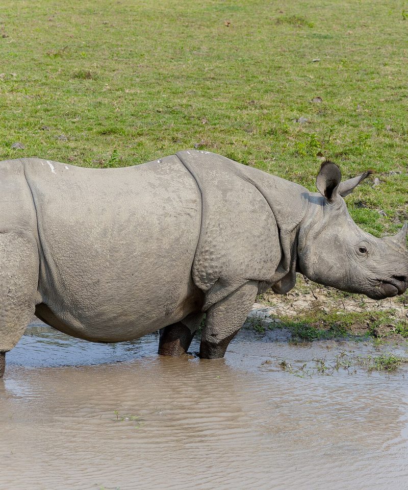 Indian rhinoceros in Kaziranga National Park March 2025 by Tisha Mukherjee 13