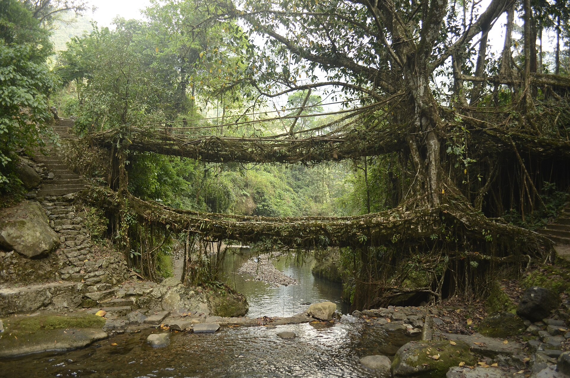Living root bridges of Nongriat village in East Khasi Hills district, Meghalaya JEG7387