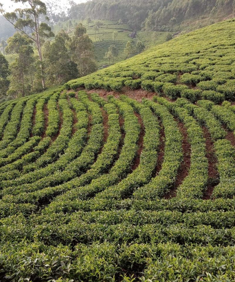 Tea plantation in Munnar, Kerala