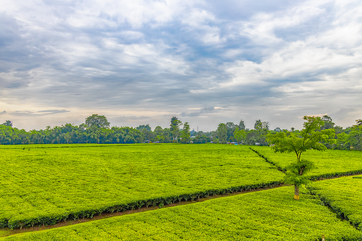 Tea garden of Assam