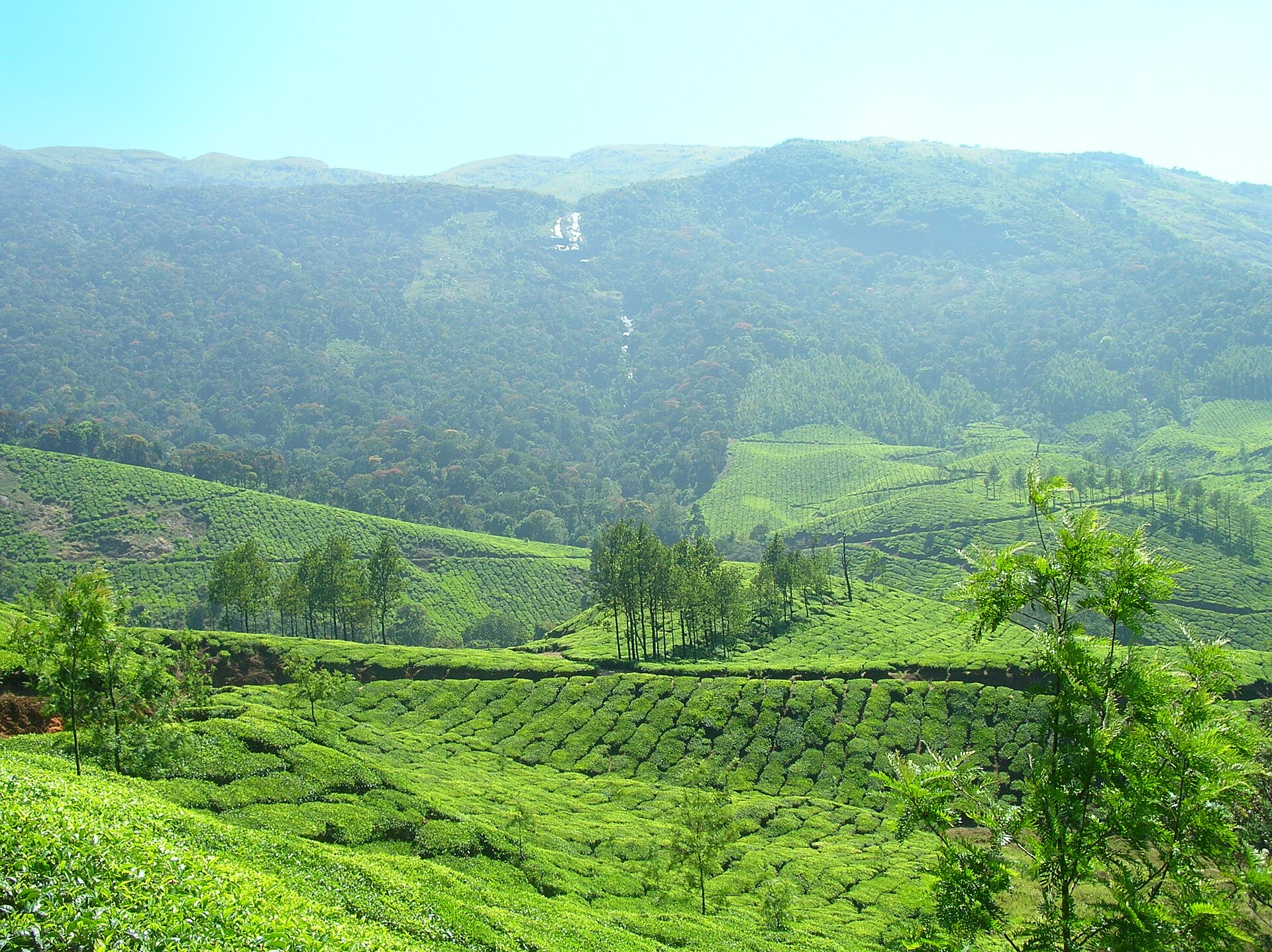 Tea plantations in Munnar