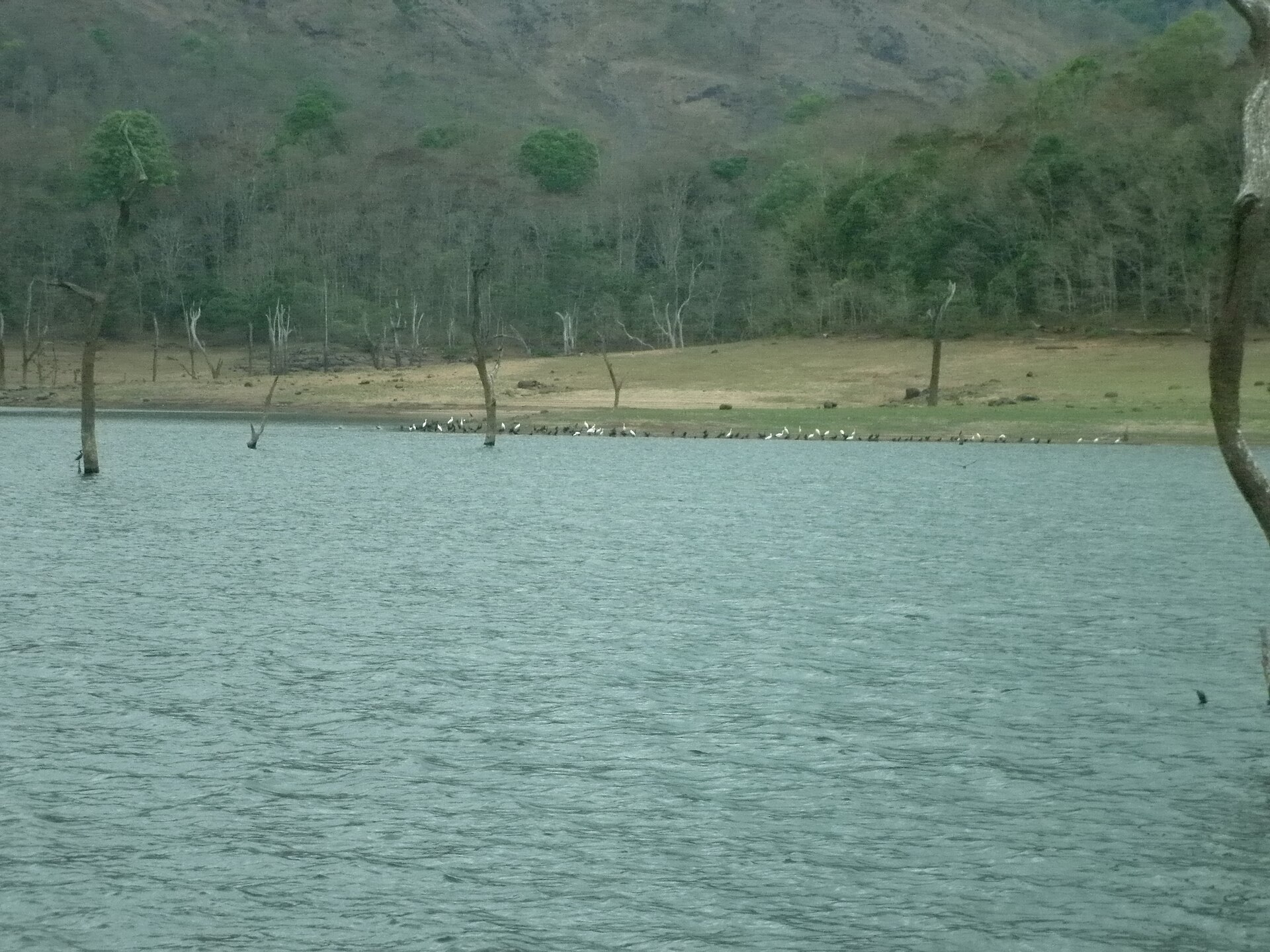 Thekkady Mullaperiyar Lake in Periyar Tiger Reserve